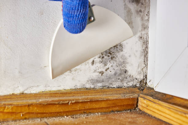 Best Black Mold Removal  in Bon Secour, AL